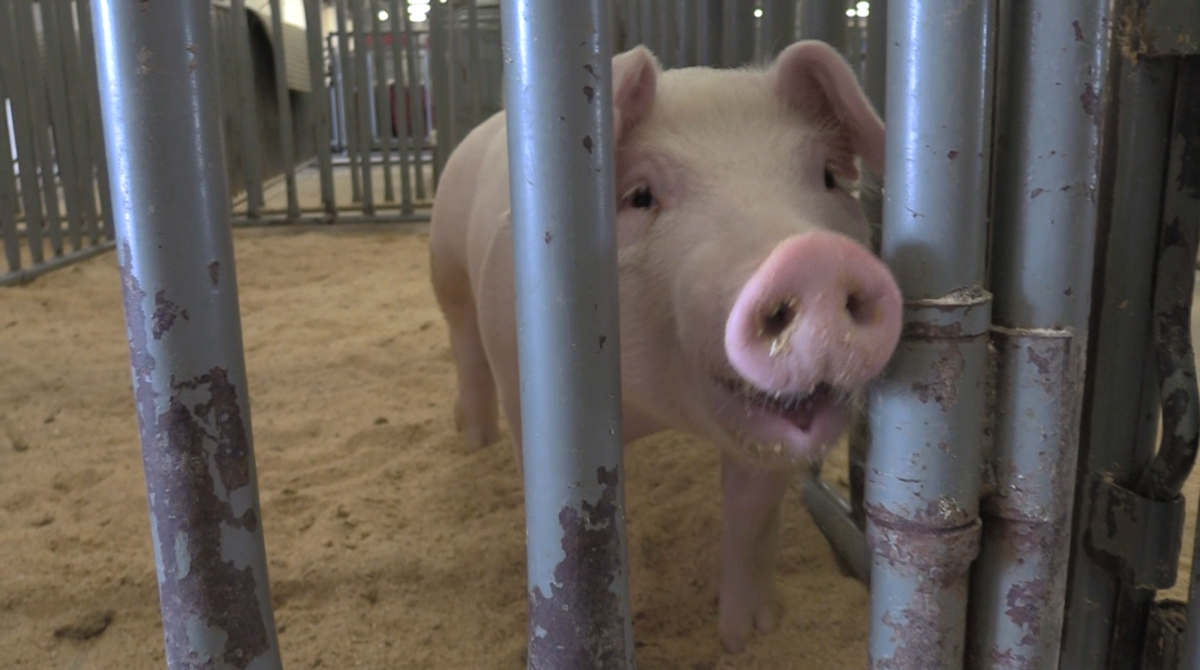 Pig at the FISD Livestock Agricultural Barn